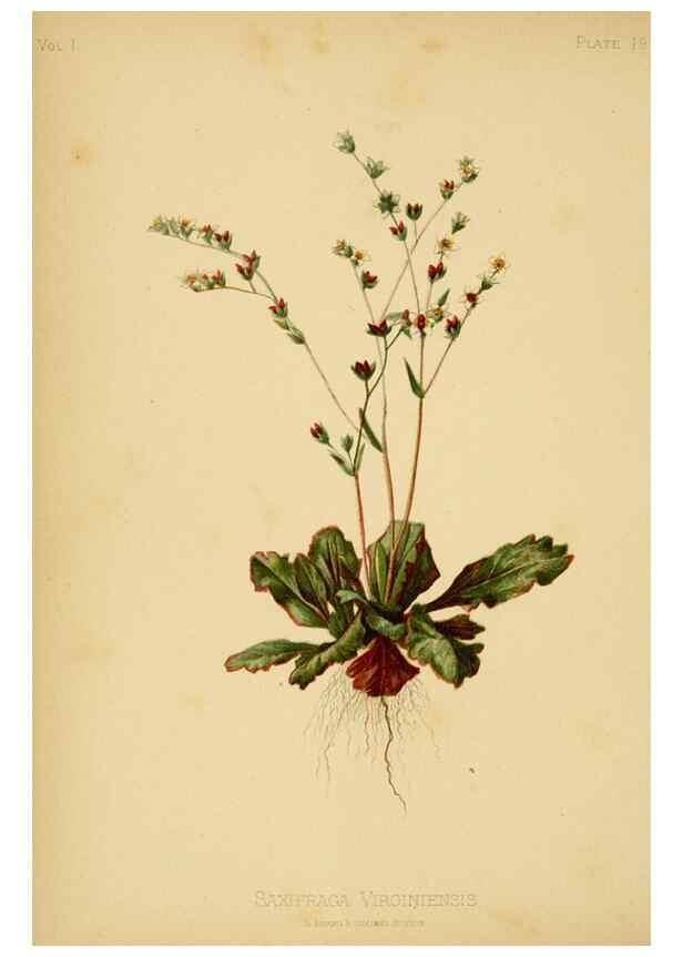 Reproducción/Reproduction 48630616723: The native flowers and ferns of the United States in their botanical, horticultural and popular aspects /. Boston :L. Prang and Co.,1879.. 
