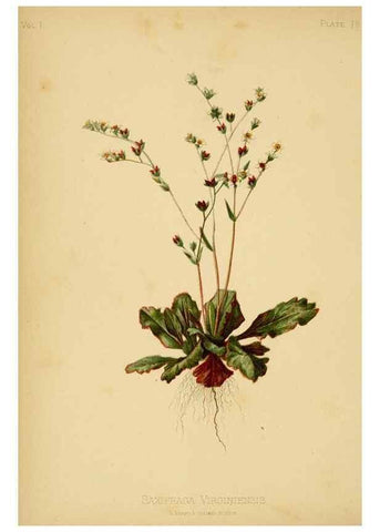 Reproducción/Reproduction 48630616723: The native flowers and ferns of the United States in their botanical, horticultural and popular aspects /. Boston :L. Prang and Co.,1879.. 