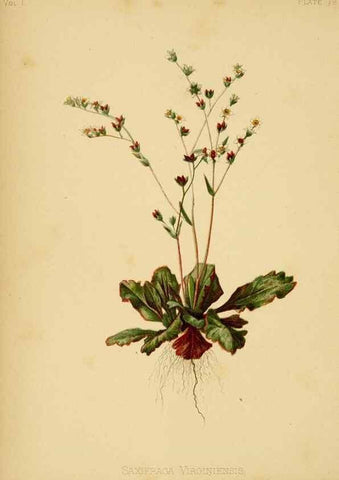 Reproducción/Reproduction 48630616723: The native flowers and ferns of the United States in their botanical, horticultural and popular aspects /. Boston :L. Prang and Co.,1879.. 