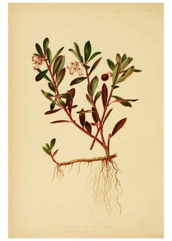 Reproducción/Reproduction 48630973346: The native flowers and ferns of the United States in their botanical, horticultural and popular aspects /. Boston :L. Prang and Co.,1879.. 