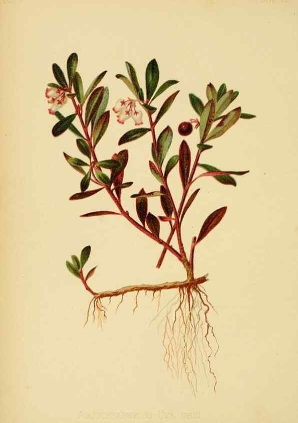 Reproducción/Reproduction 48630973346: The native flowers and ferns of the United States in their botanical, horticultural and popular aspects /. Boston :L. Prang and Co.,1879.. 