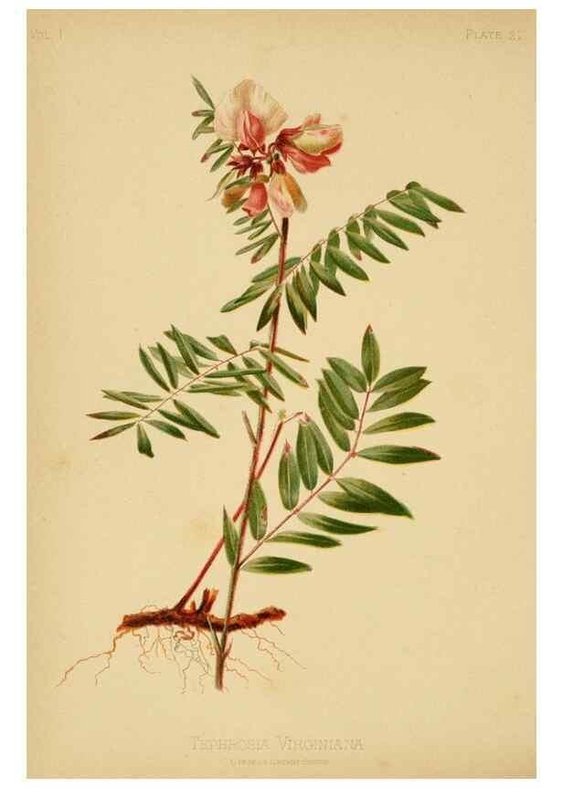 Reproducción/Reproduction 48630617308: The native flowers and ferns of the United States in their botanical, horticultural and popular aspects /. Boston :L. Prang and Co.,1879.. 