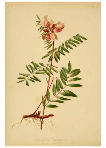 Reproducción/Reproduction 48630617308: The native flowers and ferns of the United States in their botanical, horticultural and popular aspects /. Boston :L. Prang and Co.,1879.. 