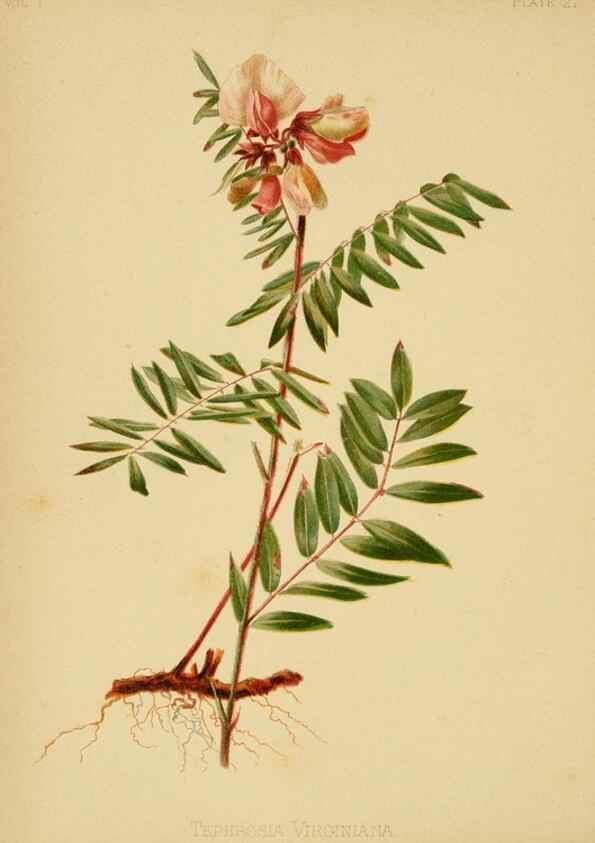 Reproducción/Reproduction 48630617308: The native flowers and ferns of the United States in their botanical, horticultural and popular aspects /. Boston :L. Prang and Co.,1879.. 