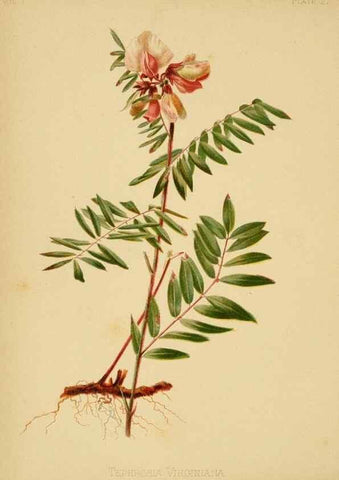 Reproducción/Reproduction 48630617308: The native flowers and ferns of the United States in their botanical, horticultural and popular aspects /. Boston :L. Prang and Co.,1879.. 