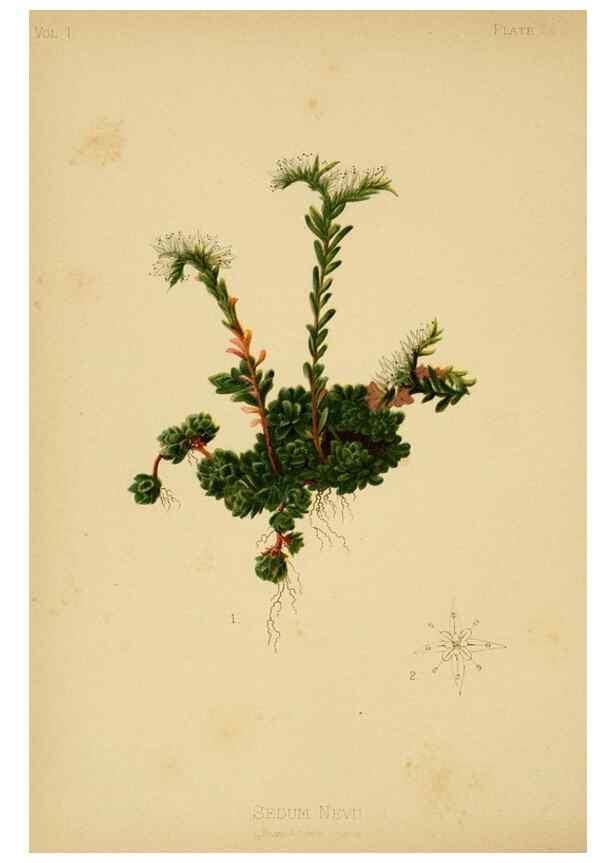 Reproducción/Reproduction 48630973866: The native flowers and ferns of the United States in their botanical, horticultural and popular aspects /. Boston :L. Prang and Co.,1879.. 