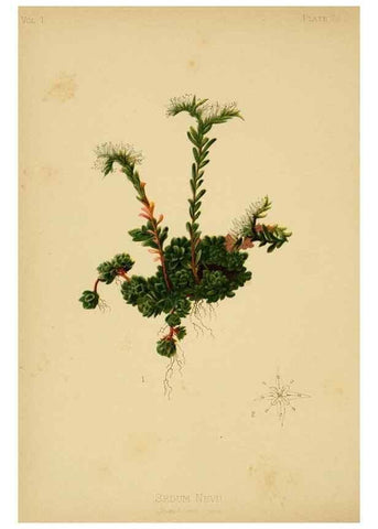 Reproducción/Reproduction 48630973866: The native flowers and ferns of the United States in their botanical, horticultural and popular aspects /. Boston :L. Prang and Co.,1879.. 