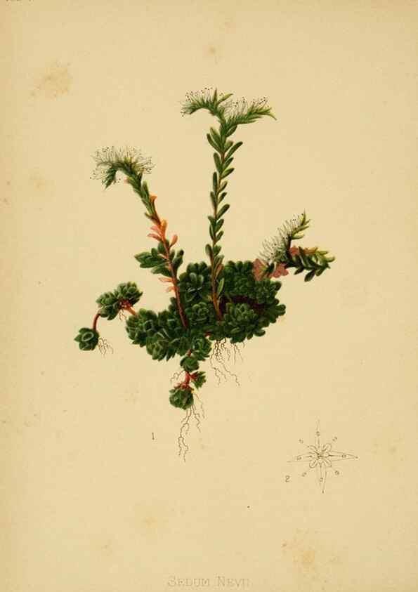 Reproducción/Reproduction 48630973866: The native flowers and ferns of the United States in their botanical, horticultural and popular aspects /. Boston :L. Prang and Co.,1879.. 