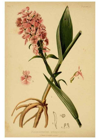 Reproducción/Reproduction 48630974181: The native flowers and ferns of the United States in their botanical, horticultural and popular aspects /. Boston :L. Prang and Co.,1879.. 