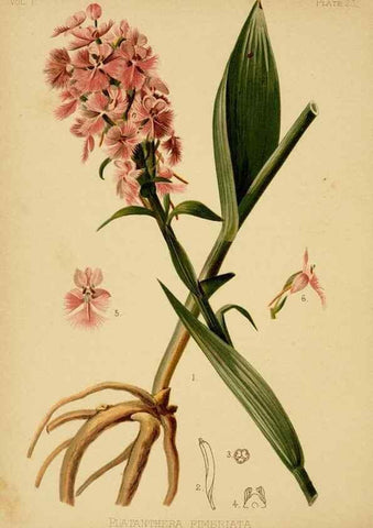 Reproducción/Reproduction 48630974181: The native flowers and ferns of the United States in their botanical, horticultural and popular aspects /. Boston :L. Prang and Co.,1879.. 