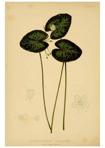 Reproducción/Reproduction 48630974576: The native flowers and ferns of the United States in their botanical, horticultural and popular aspects /. Boston :L. Prang and Co.,1879.. 