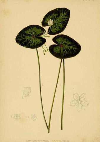 Reproducción/Reproduction 48630974576: The native flowers and ferns of the United States in their botanical, horticultural and popular aspects /. Boston :L. Prang and Co.,1879.. 
