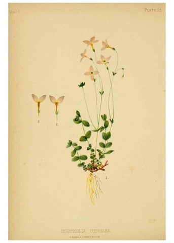 Reproducción/Reproduction 48630618683: The native flowers and ferns of the United States in their botanical, horticultural and popular aspects /. Boston :L. Prang and Co.,1879.. 