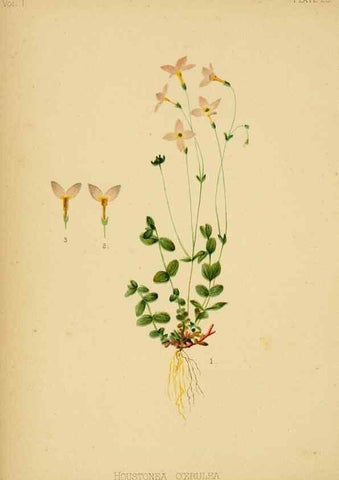 Reproducción/Reproduction 48630618683: The native flowers and ferns of the United States in their botanical, horticultural and popular aspects /. Boston :L. Prang and Co.,1879.. 
