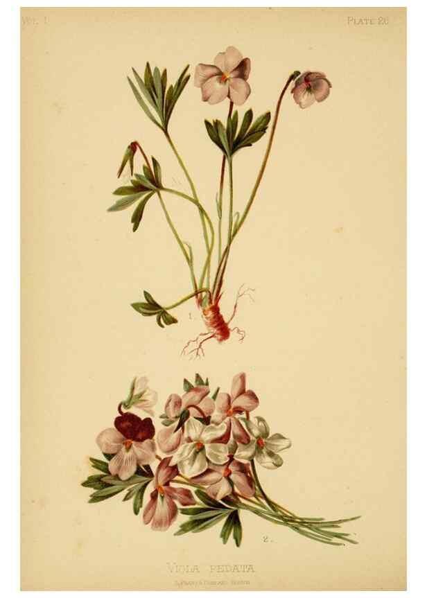 Reproducción/Reproduction 48631122897: The native flowers and ferns of the United States in their botanical, horticultural and popular aspects /. Boston :L. Prang and Co.,1879.. 