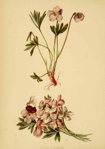 Reproducción/Reproduction 48631122897: The native flowers and ferns of the United States in their botanical, horticultural and popular aspects /. Boston :L. Prang and Co.,1879.. 