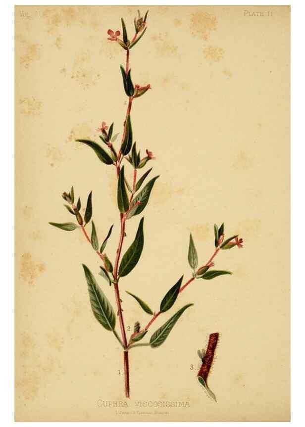 Reproducción/Reproduction 48630613983: The native flowers and ferns of the United States in their botanical, horticultural and popular aspects /. Boston :L. Prang and Co.,1879.. 