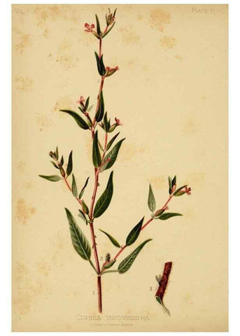 Reproducción/Reproduction 48630613983: The native flowers and ferns of the United States in their botanical, horticultural and popular aspects /. Boston :L. Prang and Co.,1879.. 
