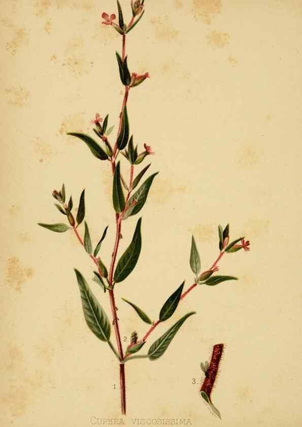 Reproducción/Reproduction 48630613983: The native flowers and ferns of the United States in their botanical, horticultural and popular aspects /. Boston :L. Prang and Co.,1879.. 