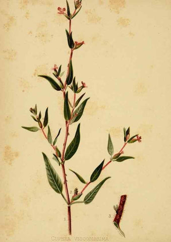 Reproducción/Reproduction 48630613983: The native flowers and ferns of the United States in their botanical, horticultural and popular aspects /. Boston :L. Prang and Co.,1879.. 