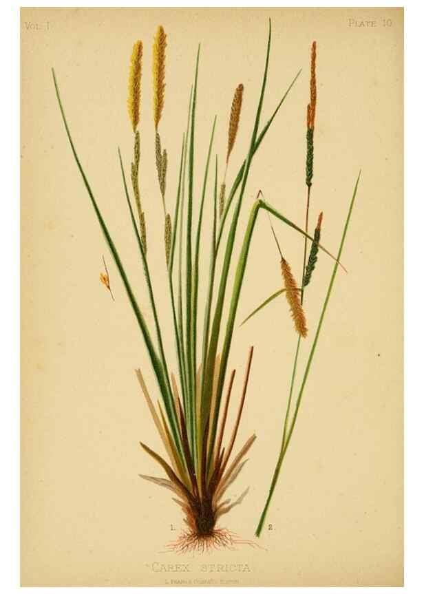 Reproducción/Reproduction 48630613723: The native flowers and ferns of the United States in their botanical, horticultural and popular aspects /. Boston :L. Prang and Co.,1879.. 