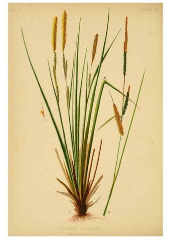 Reproducción/Reproduction 48630613723: The native flowers and ferns of the United States in their botanical, horticultural and popular aspects /. Boston :L. Prang and Co.,1879.. 