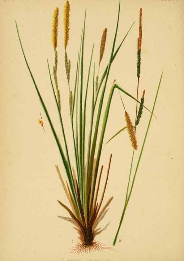 Reproducción/Reproduction 48630613723: The native flowers and ferns of the United States in their botanical, horticultural and popular aspects /. Boston :L. Prang and Co.,1879.. 