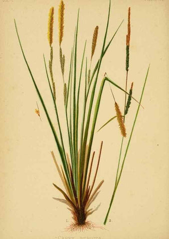 Reproducción/Reproduction 48630613723: The native flowers and ferns of the United States in their botanical, horticultural and popular aspects /. Boston :L. Prang and Co.,1879.. 