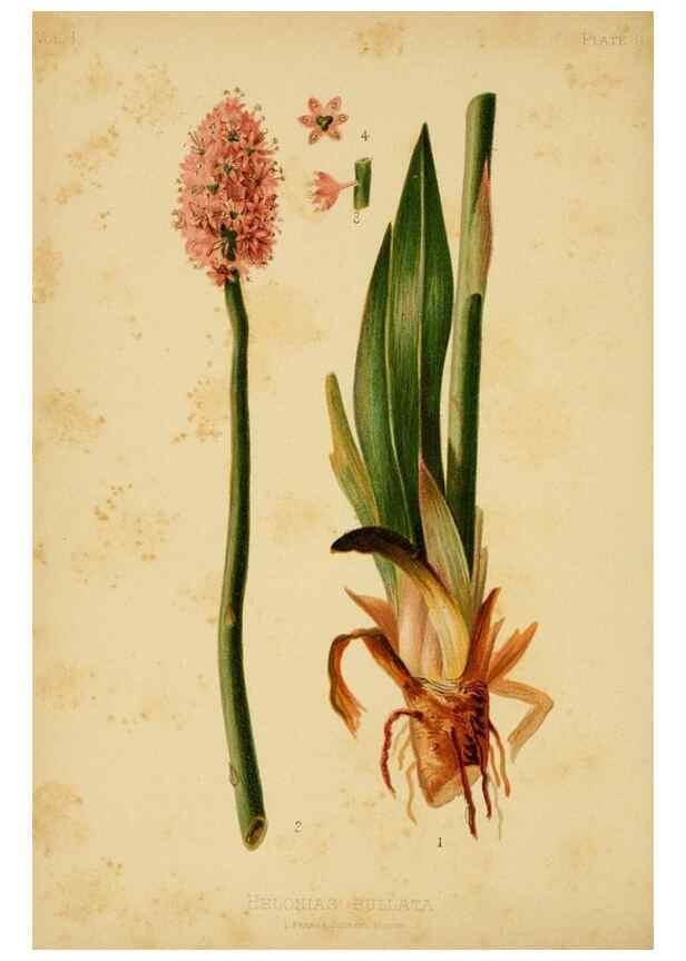 Reproducción/Reproduction 48630613458: The native flowers and ferns of the United States in their botanical, horticultural and popular aspects /. Boston :L. Prang and Co.,1879.. 