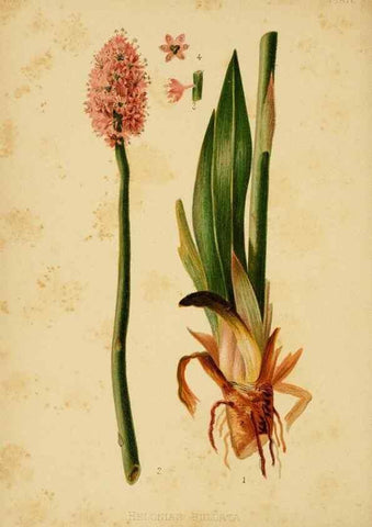 Reproducción/Reproduction 48630613458: The native flowers and ferns of the United States in their botanical, horticultural and popular aspects /. Boston :L. Prang and Co.,1879.. 