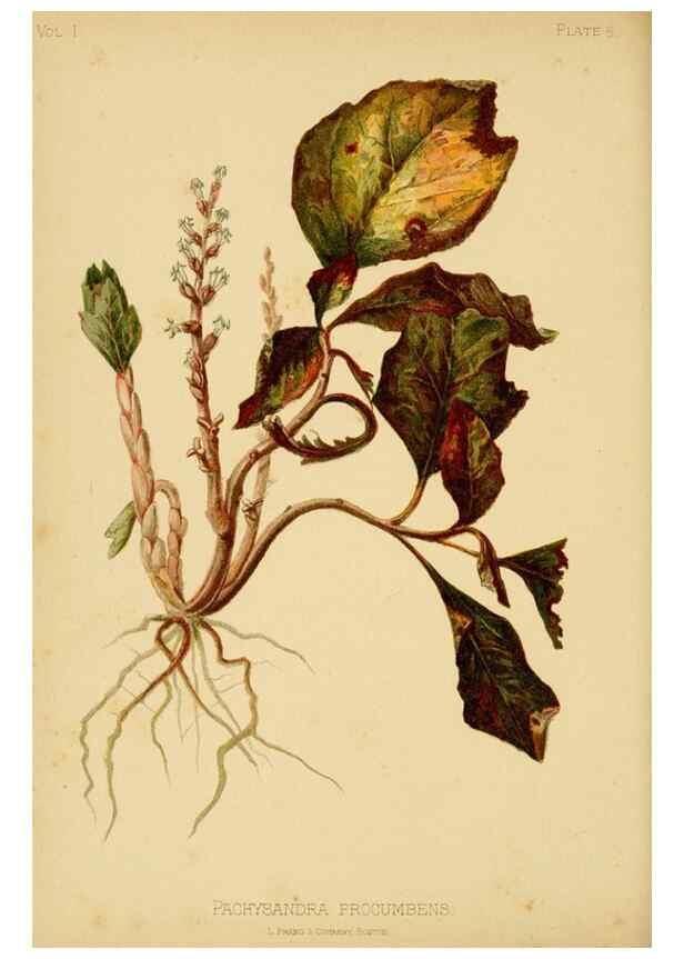 Reproducción/Reproduction 48631116962: The native flowers and ferns of the United States in their botanical, horticultural and popular aspects /. Boston :L. Prang and Co.,1879.. 
