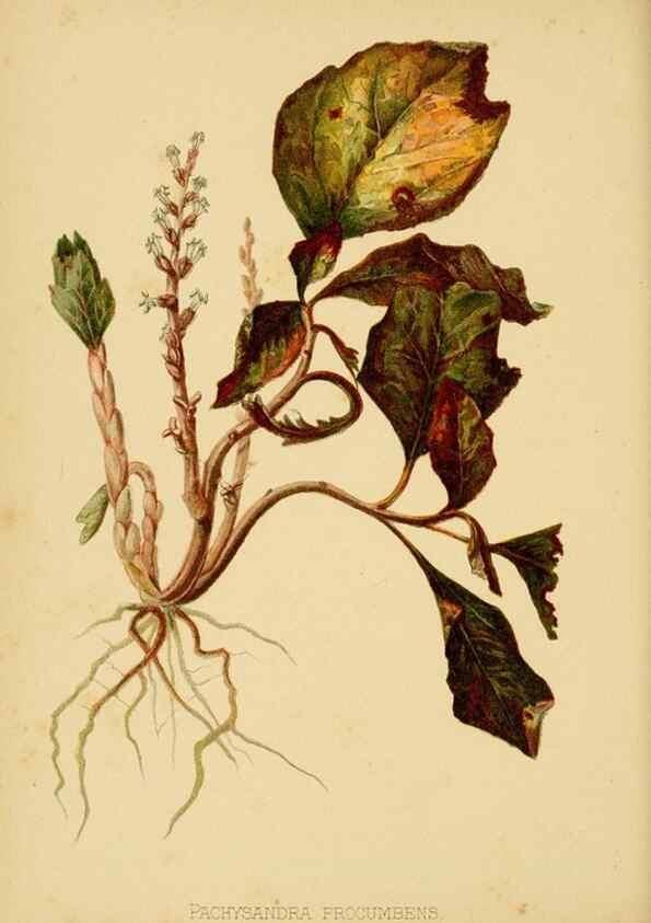 Reproducción/Reproduction 48631116962: The native flowers and ferns of the United States in their botanical, horticultural and popular aspects /. Boston :L. Prang and Co.,1879.. 