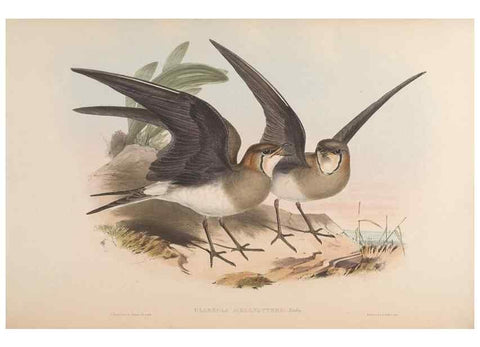 Reproducción/Reproduction 48630942562: Birds of Asia / by John Gould.. London :Printed by Taylor and Francis, pub. by the author,1850-1883.. 