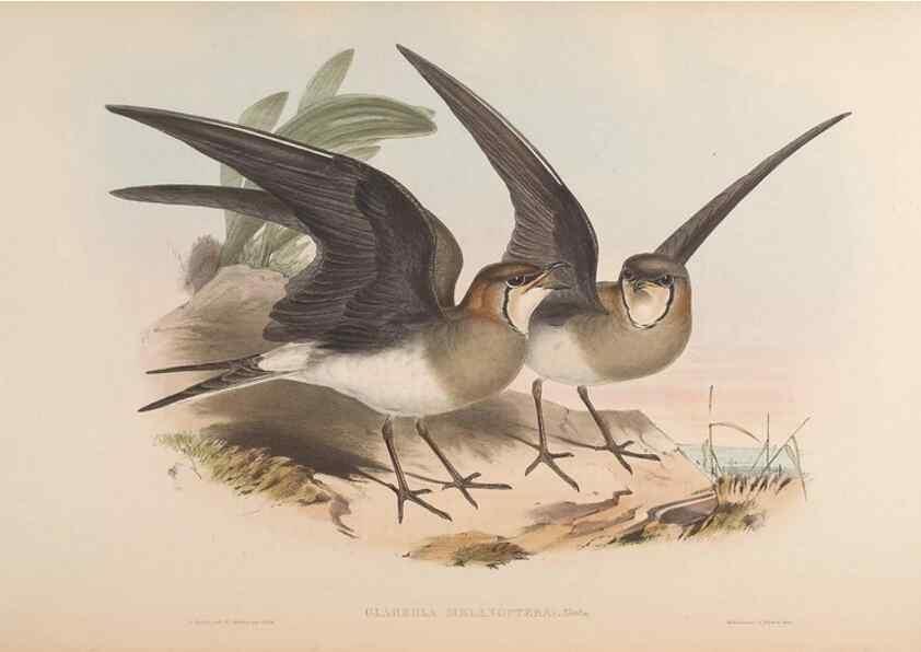 Reproducción/Reproduction 48630942562: Birds of Asia / by John Gould.. London :Printed by Taylor and Francis, pub. by the author,1850-1883.. 