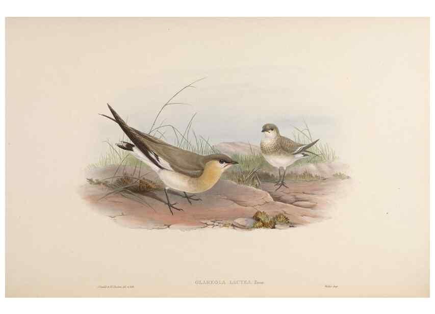 Reproducción/Reproduction 48630943137: Birds of Asia / by John Gould.. London :Printed by Taylor and Francis, pub. by the author,1850-1883.. 