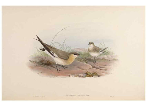 Reproducción/Reproduction 48630943137: Birds of Asia / by John Gould.. London :Printed by Taylor and Francis, pub. by the author,1850-1883.. 