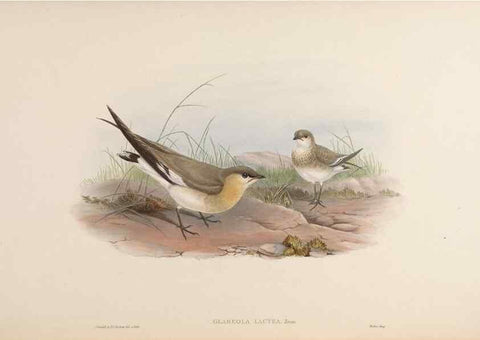 Reproducción/Reproduction 48630943137: Birds of Asia / by John Gould.. London :Printed by Taylor and Francis, pub. by the author,1850-1883.. 