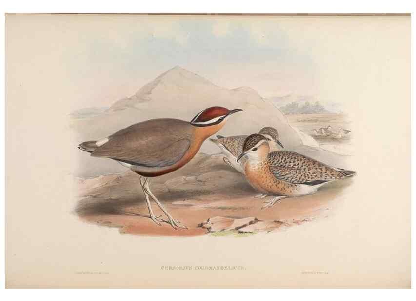 Reproducción/Reproduction 48630794696: Birds of Asia / by John Gould.. London :Printed by Taylor and Francis, pub. by the author,1850-1883.. 