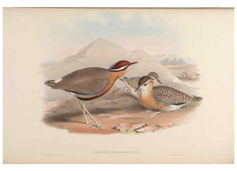 Reproducción/Reproduction 48630794696: Birds of Asia / by John Gould.. London :Printed by Taylor and Francis, pub. by the author,1850-1883.. 