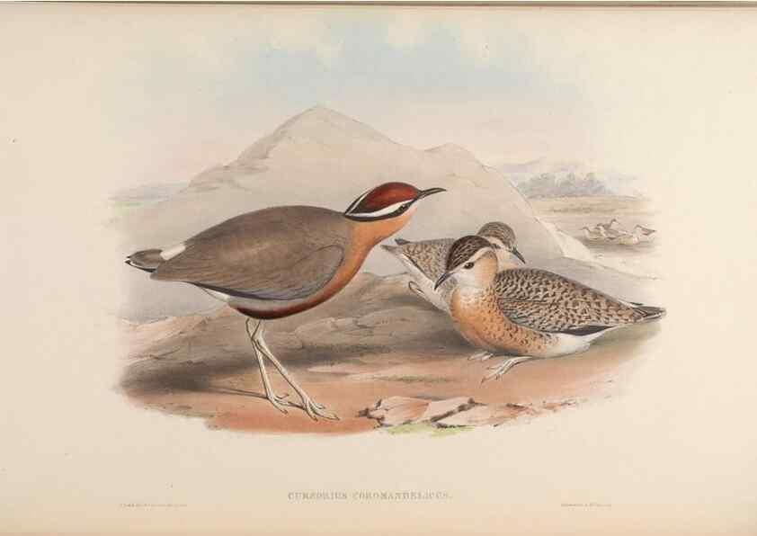 Reproducción/Reproduction 48630794696: Birds of Asia / by John Gould.. London :Printed by Taylor and Francis, pub. by the author,1850-1883.. 
