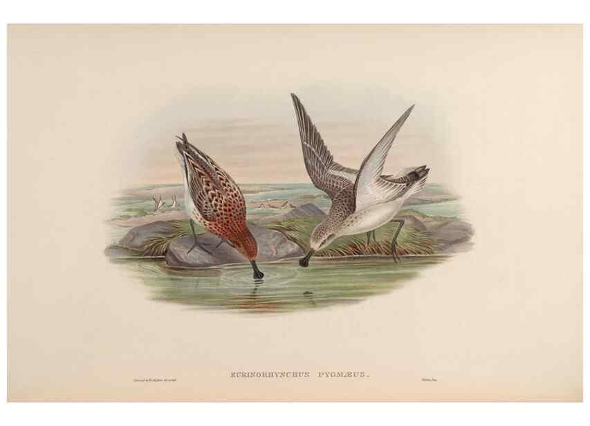 Reproducción/Reproduction 48630795146: Birds of Asia / by John Gould.. London :Printed by Taylor and Francis, pub. by the author,1850-1883.. 