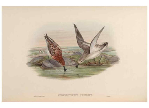 Reproducción/Reproduction 48630795146: Birds of Asia / by John Gould.. London :Printed by Taylor and Francis, pub. by the author,1850-1883.. 