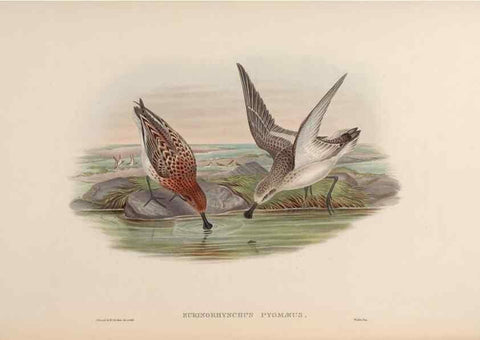 Reproducción/Reproduction 48630795146: Birds of Asia / by John Gould.. London :Printed by Taylor and Francis, pub. by the author,1850-1883.. 