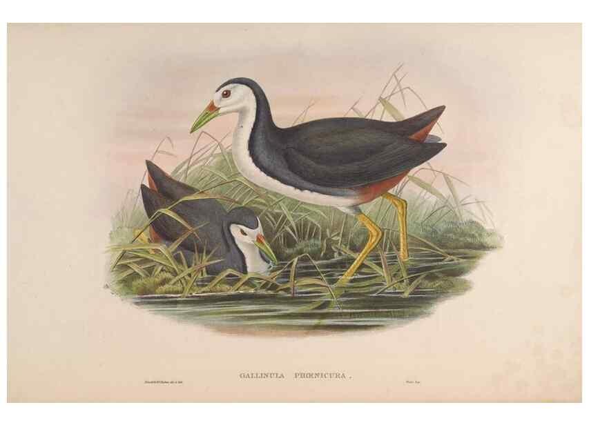 Reproducción/Reproduction 48630944257: Birds of Asia / by John Gould.. London :Printed by Taylor and Francis, pub. by the author,1850-1883.. 