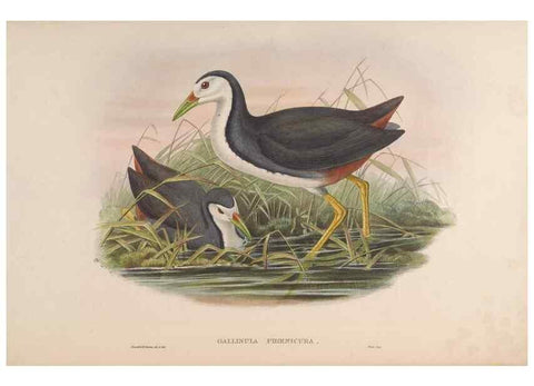 Reproducción/Reproduction 48630944257: Birds of Asia / by John Gould.. London :Printed by Taylor and Francis, pub. by the author,1850-1883.. 