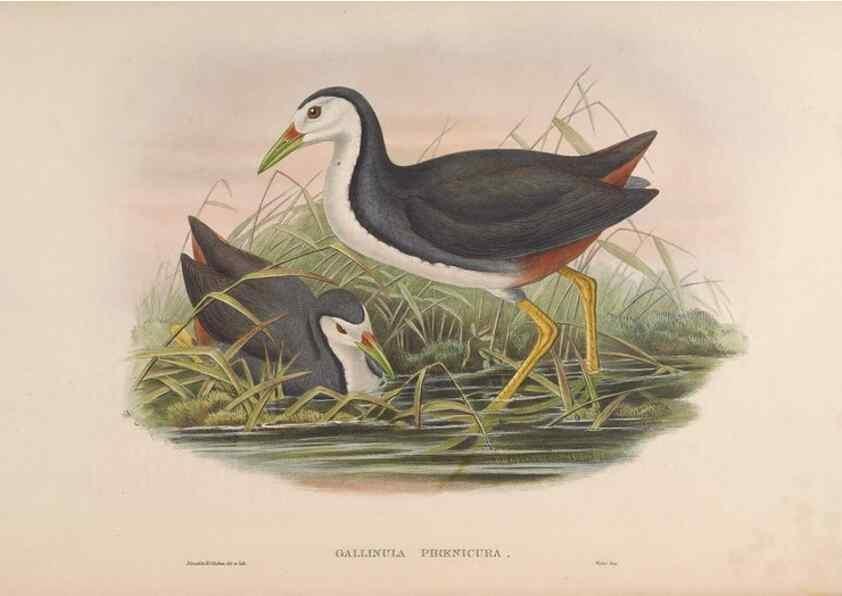 Reproducción/Reproduction 48630944257: Birds of Asia / by John Gould.. London :Printed by Taylor and Francis, pub. by the author,1850-1883.. 