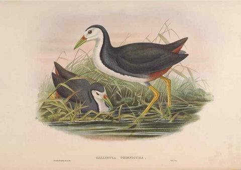 Reproducción/Reproduction 48630944257: Birds of Asia / by John Gould.. London :Printed by Taylor and Francis, pub. by the author,1850-1883.. 