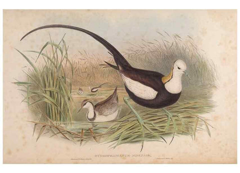 Reproducción/Reproduction 48630441078: Birds of Asia / by John Gould.. London :Printed by Taylor and Francis, pub. by the author,1850-1883.. 