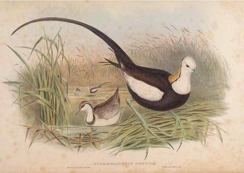 Reproducción/Reproduction 48630441078: Birds of Asia / by John Gould.. London :Printed by Taylor and Francis, pub. by the author,1850-1883.. 