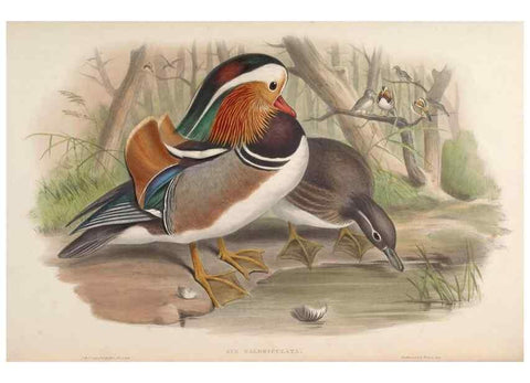 Reproducción/Reproduction 48630441683: Birds of Asia / by John Gould.. London :Printed by Taylor and Francis, pub. by the author,1850-1883.. 
